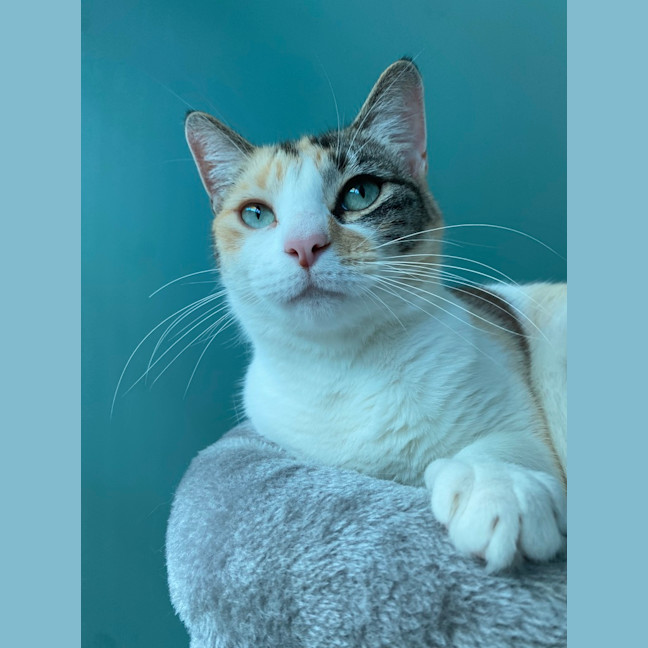 Photo of Seraphina