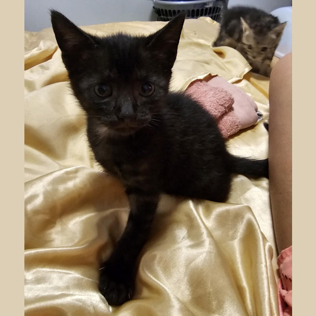 Photo of Yoko (Jinx)