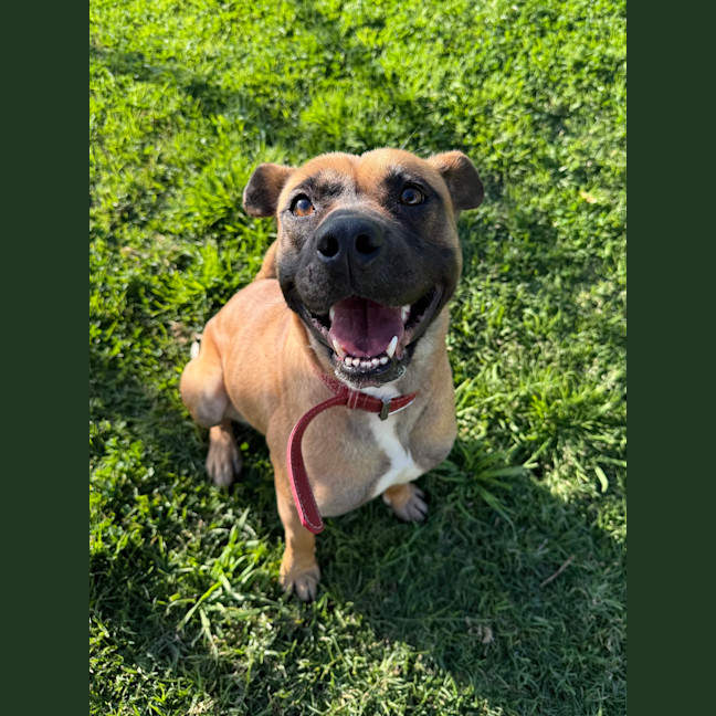 Photo of Koda 
