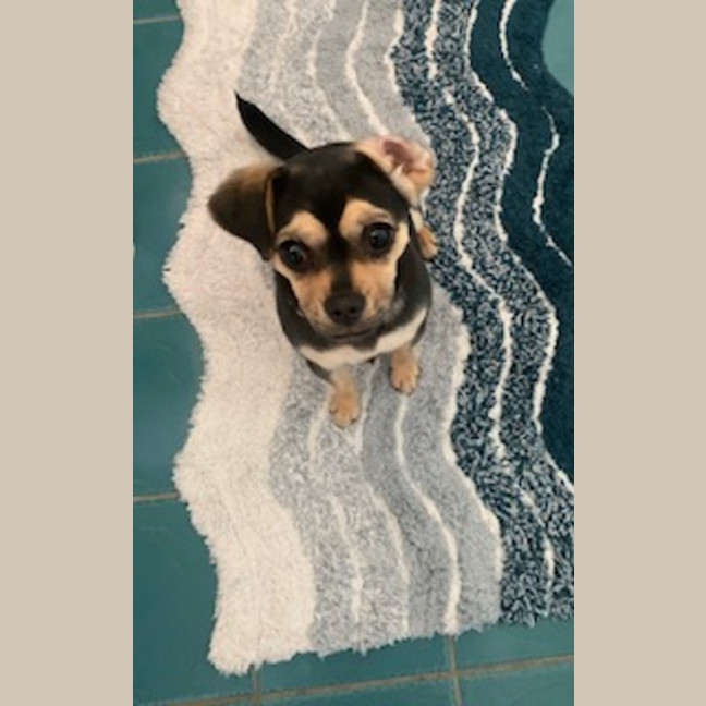 Photo of Bean   1 Year Old Chihuahua X