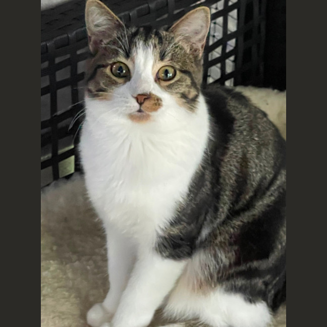 Photo of Gossip & Harlow 