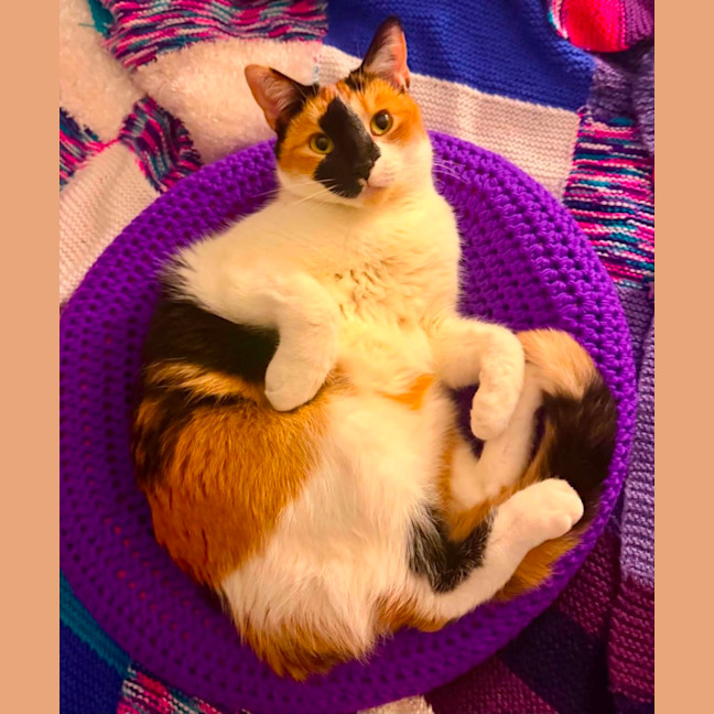 Photo of Clover 