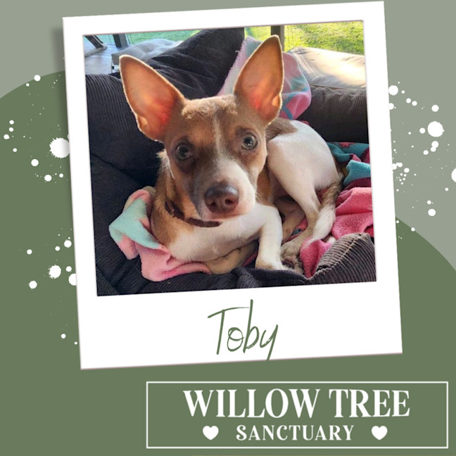 Photo of Toby