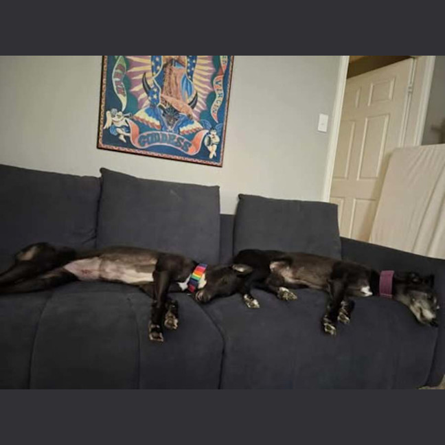 Photo of Poppy, The Cat Friendly Greyhound