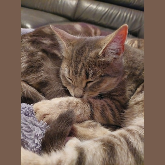 Photo of Skye