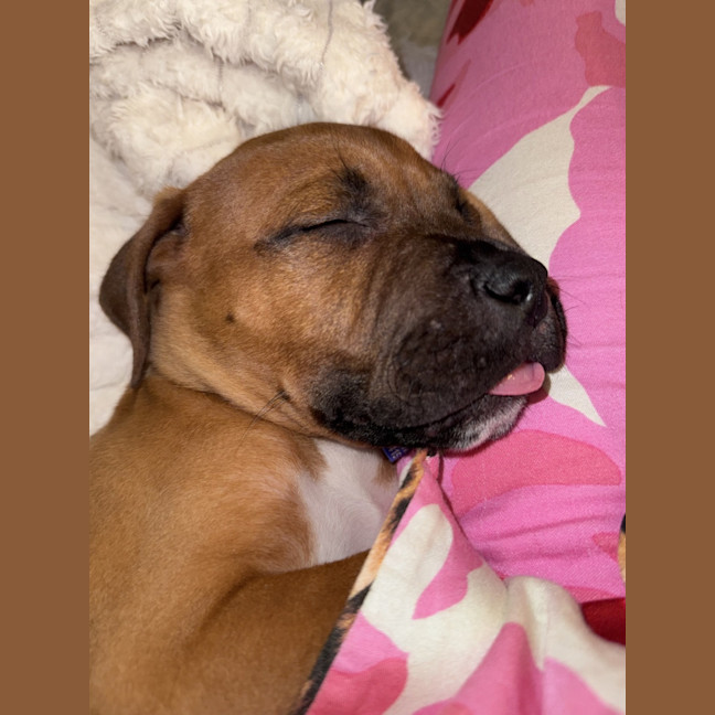 Photo of Stormy   9 Week Old American Staffy