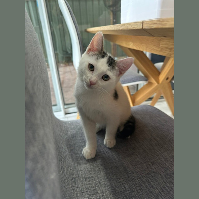 Photo of Guppy