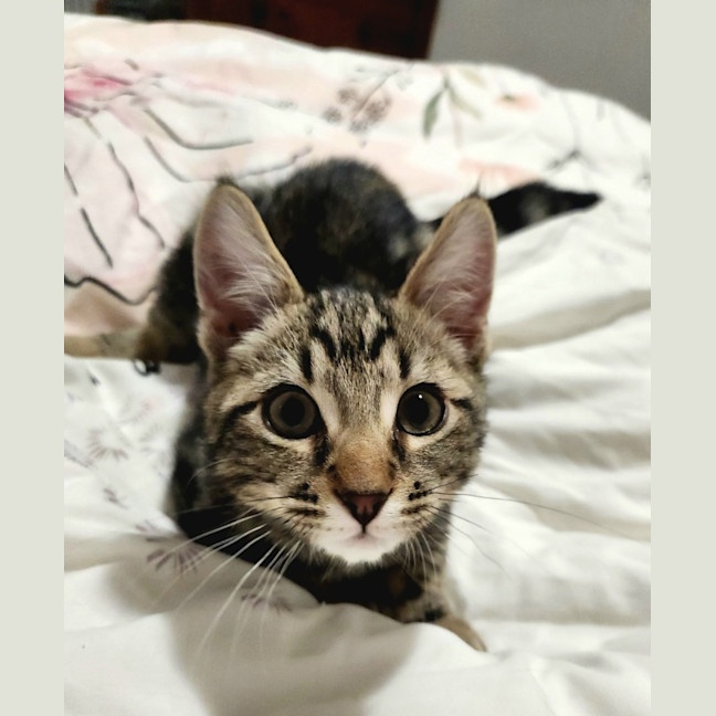 Photo of Mister Mason Munchy 