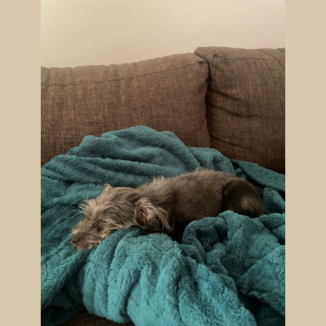 Photo of D1242 Lamington