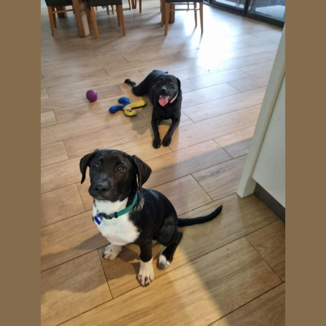 Photo of Enzo   17 Week Old Labrador X (Trial)