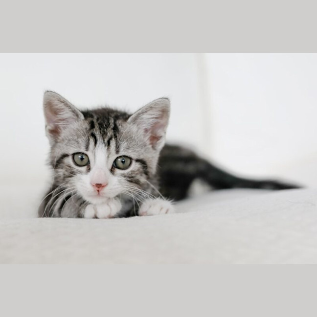 Photo of Jasper
