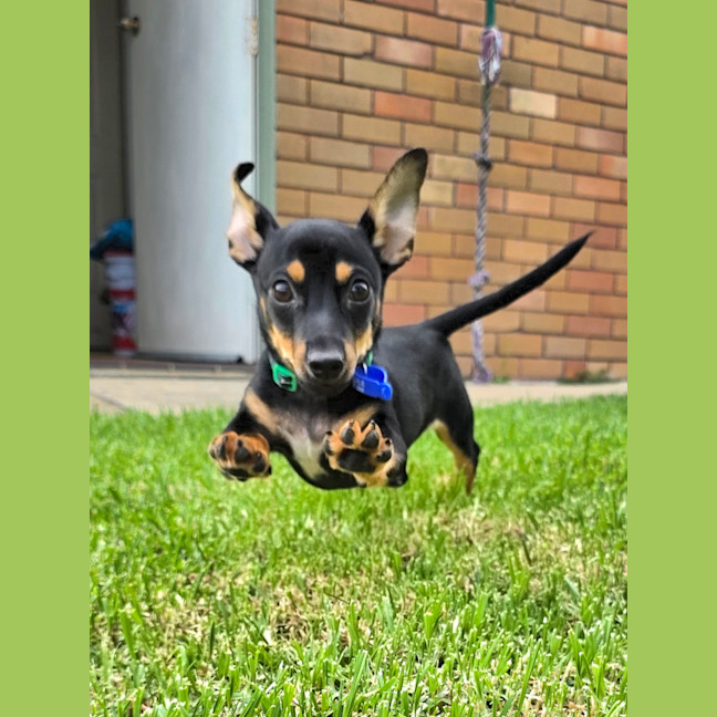 Photo of Gus   14 Week Old Chihuahua X Dachshund