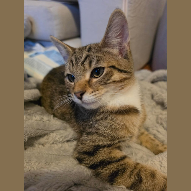 Photo of Randal   In Foster Care In Healesville