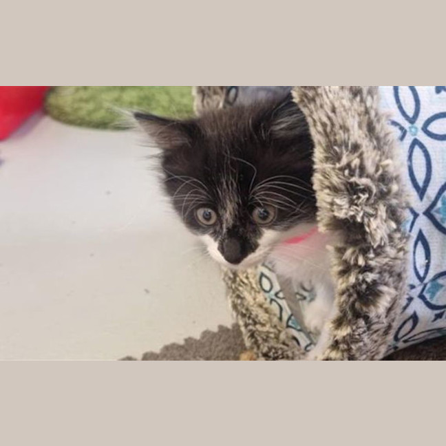 Photo of Poppy