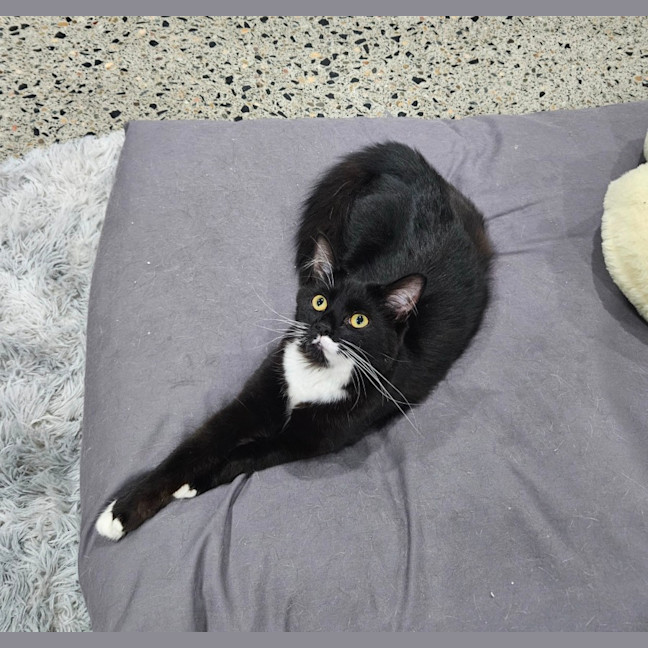 Photo of Willow