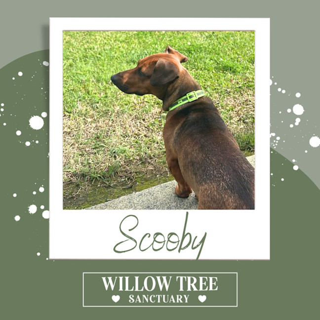 Photo of Scooby