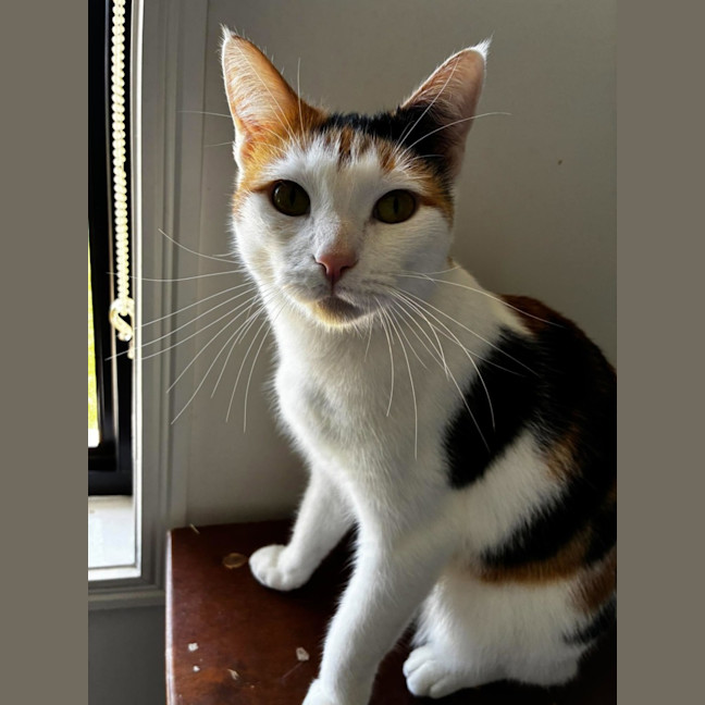 Photo of Daffy