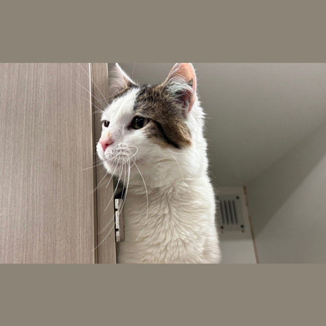 Photo of Snowy