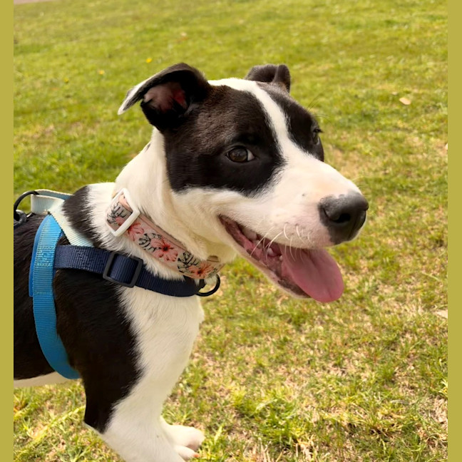 Photo of Brontie