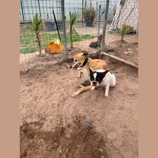 Photo of Tiger, The Greyhound