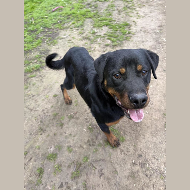Photo of Bear