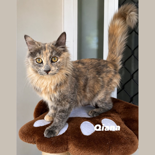 Photo of Qiana