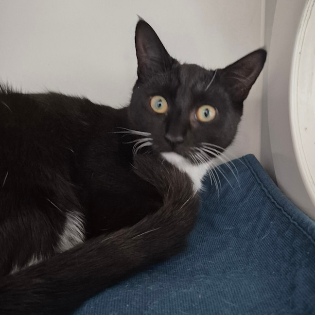 Photo of Licorice