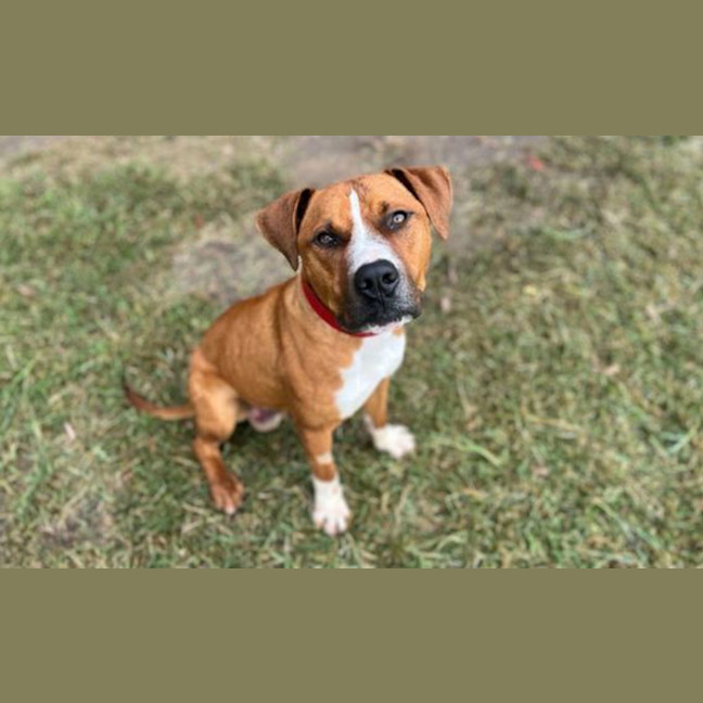 Photo of Jango