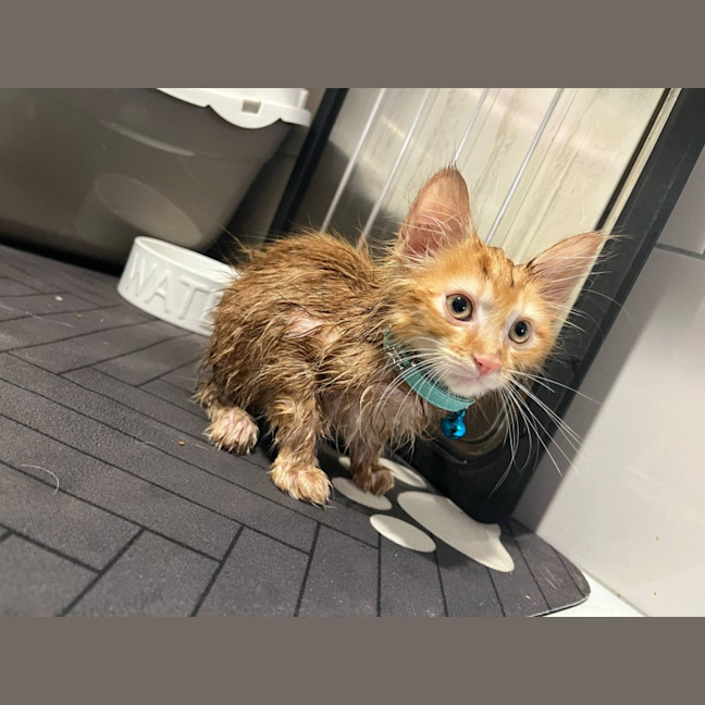 Photo of Mufasa   Located In Pakenham