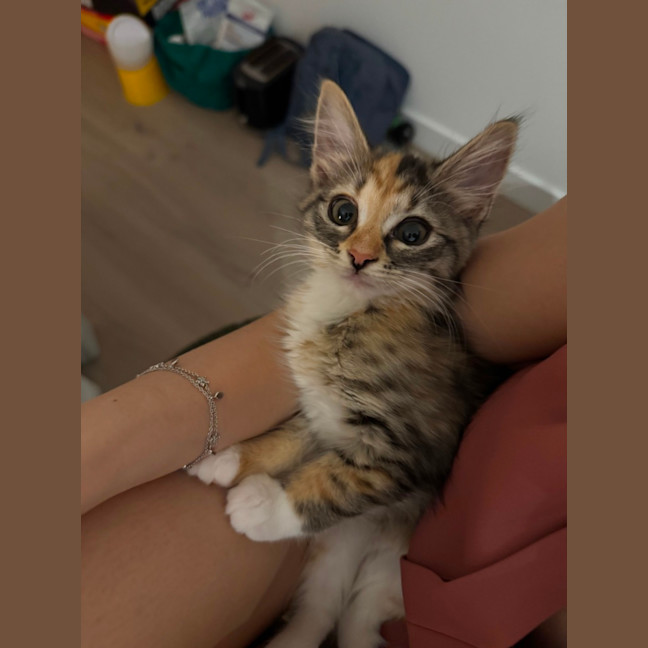 Photo of Jalapeno & Mozzarella