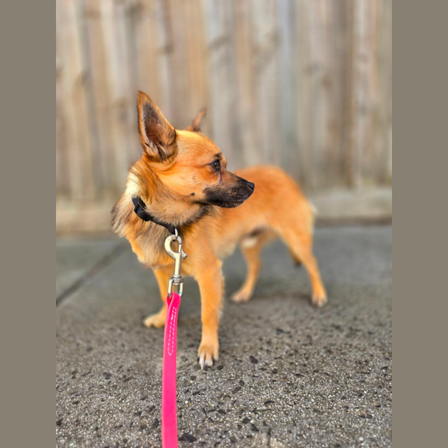 Photo of Benji