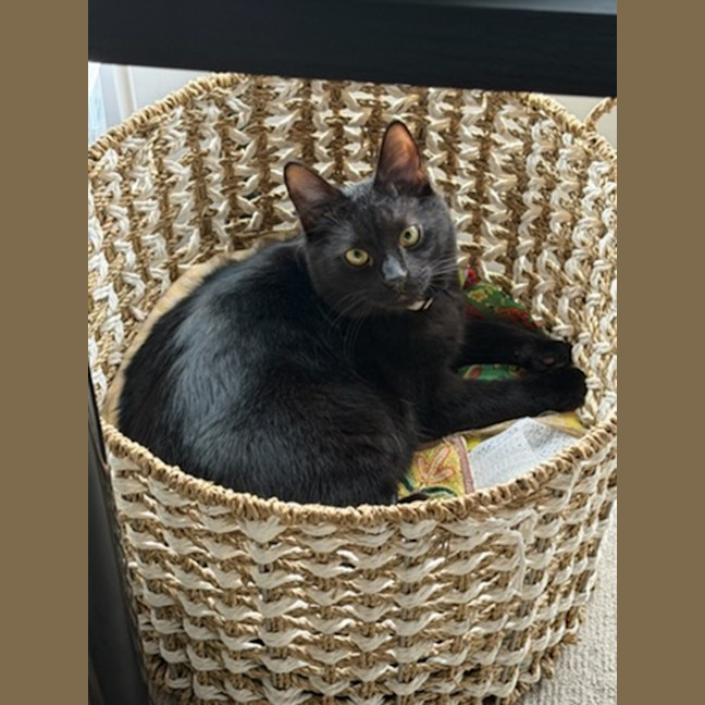 Photo of Spencer *9 Lives Project Rescue*