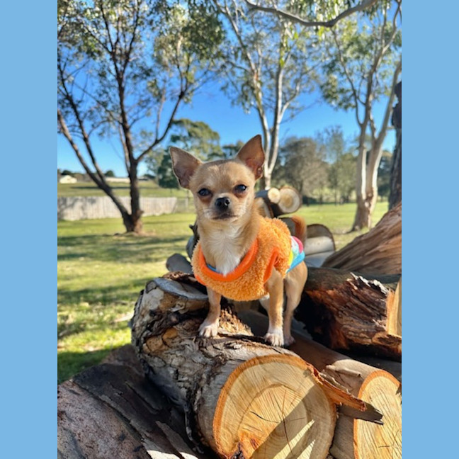 Photo of Geronimo