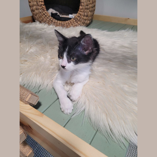 Photo of Winter  Available From 20/1