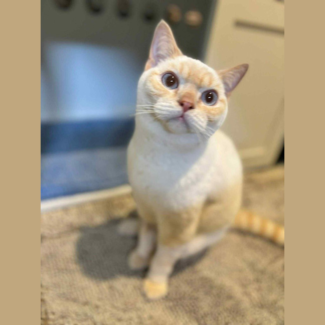Photo of Strudel