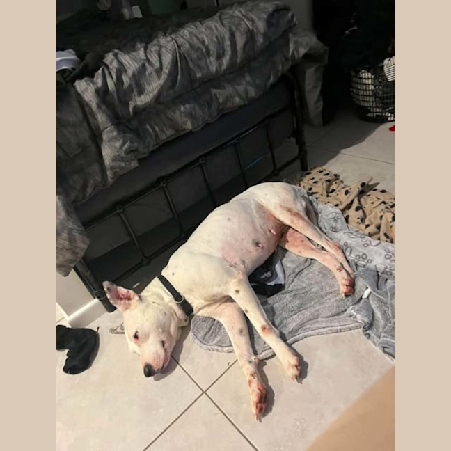 Photo of Nala