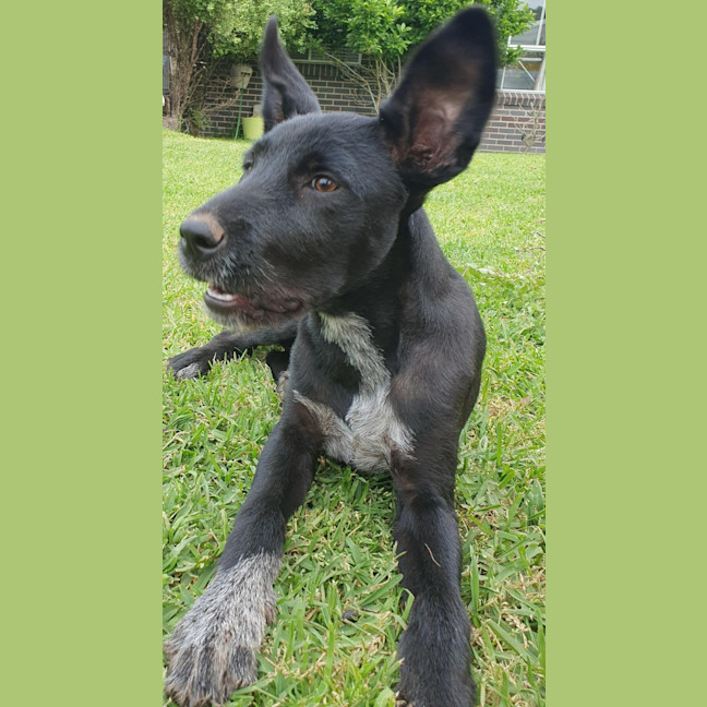 Photo of Scruffy Anne