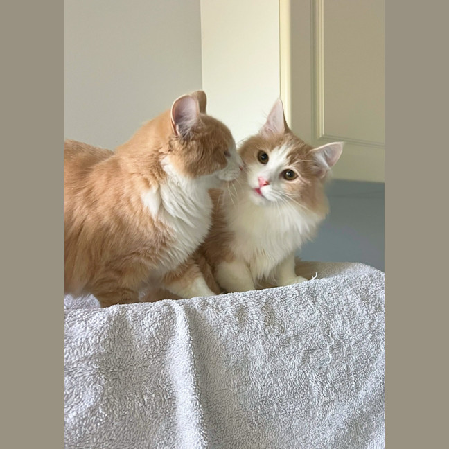 Photo of Tommy & Jerry