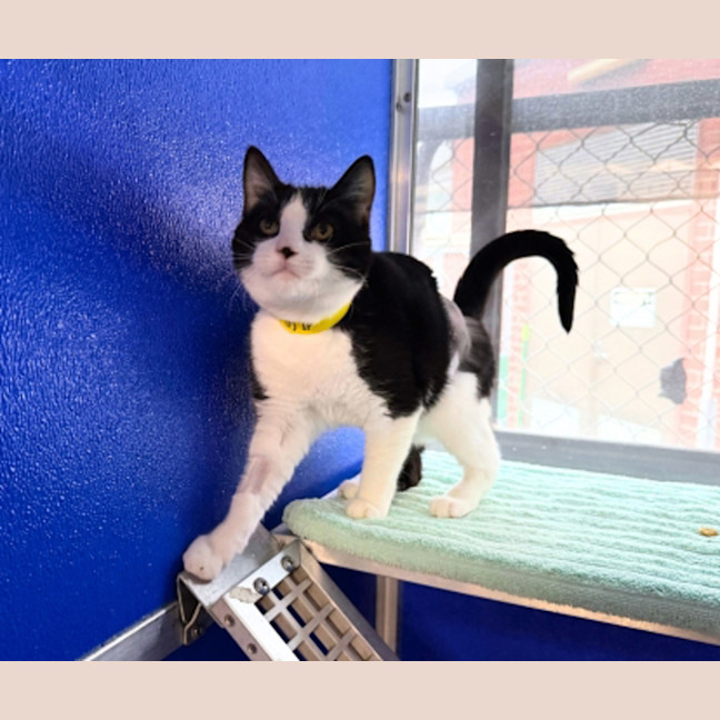 Photo of Cadbury