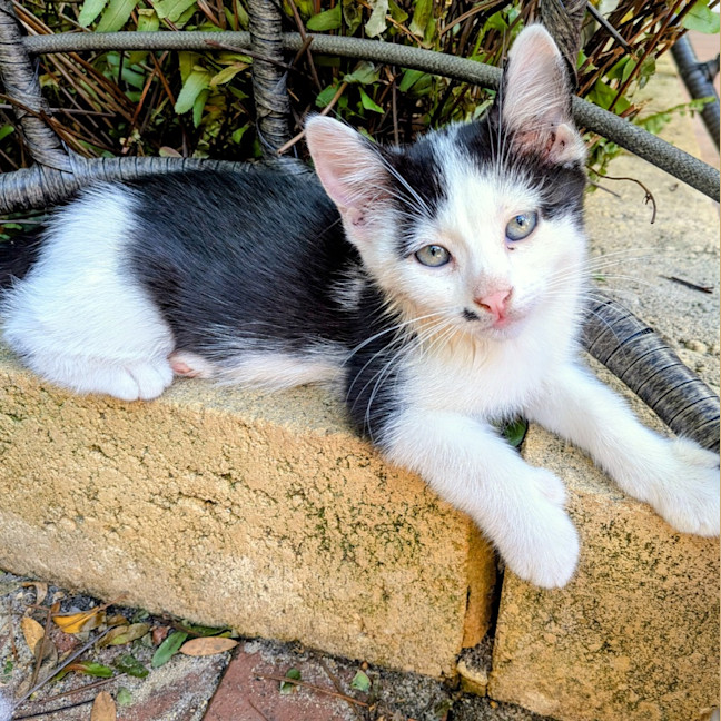 Photo of Minty