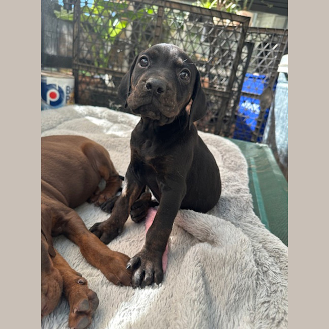 Photo of Cooper (Was Donald)