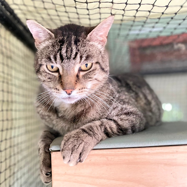 Photo of Tiger