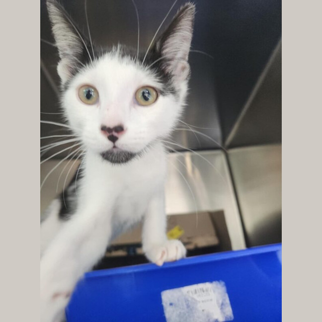 Photo of Beanie
