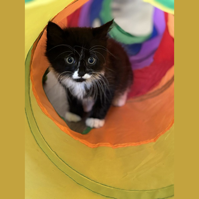 Photo of Harry  Reviewing Applications