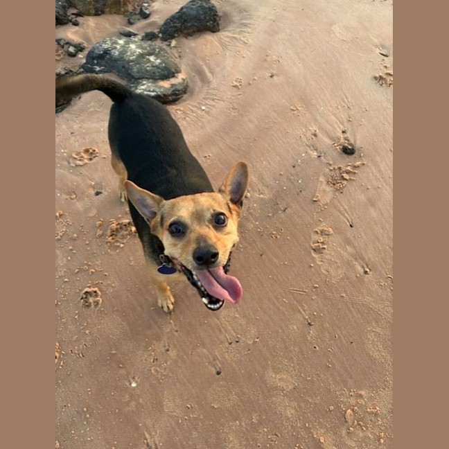 Photo of Koda