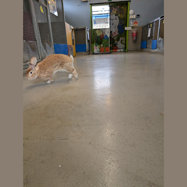 Photo of Caramel