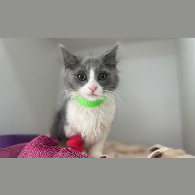 Photo of Missy