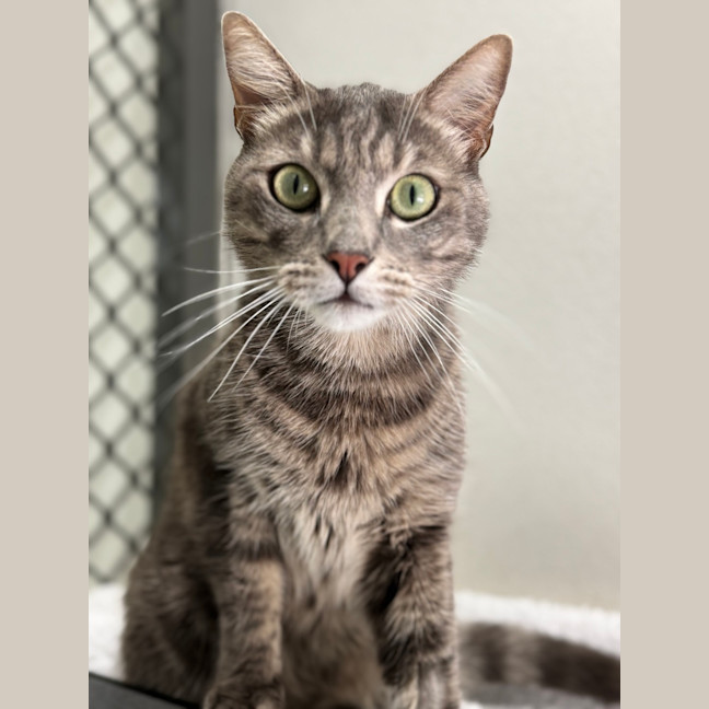 Photo of Cream Cheese