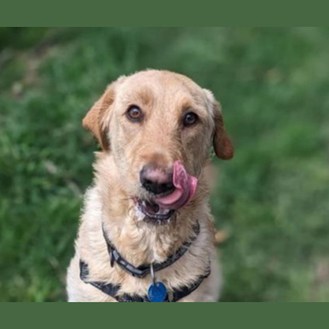 Photo of Honey