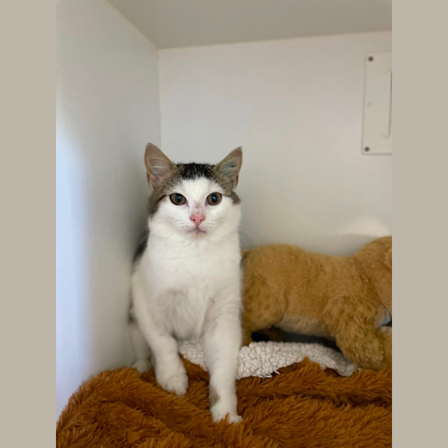 Photo of 🎠 Niffler 5926 🎠